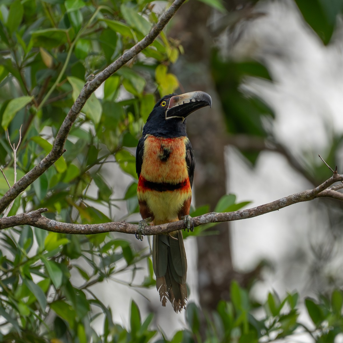 Collared Aracari - ML643301760