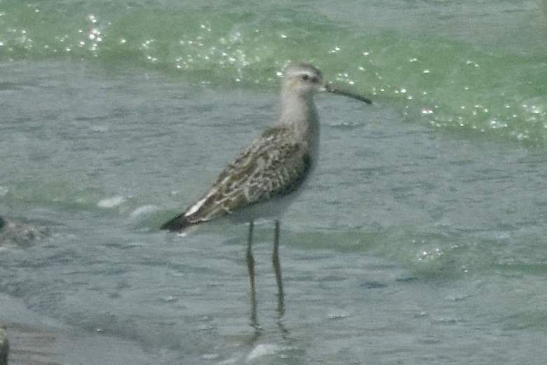 Stilt Sandpiper - ML643301764