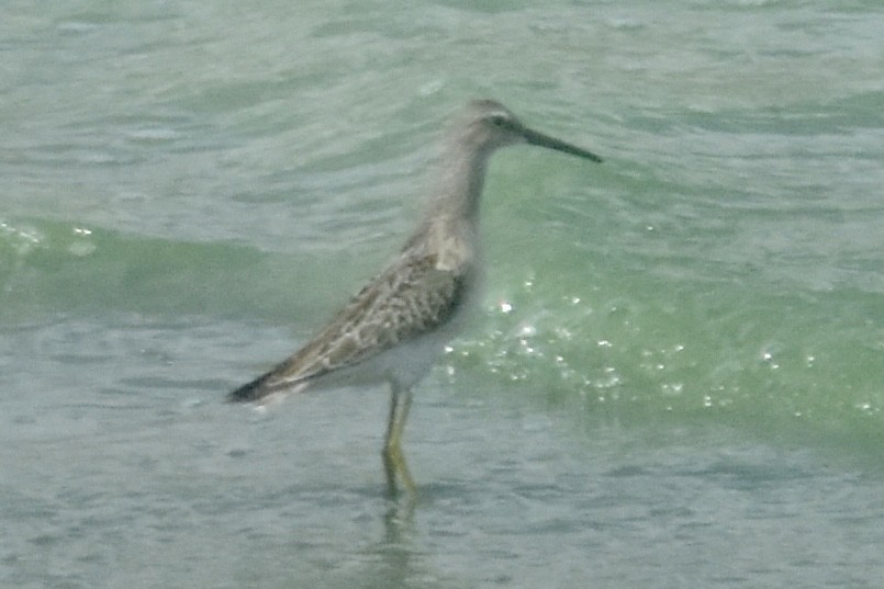 Stilt Sandpiper - ML643301765