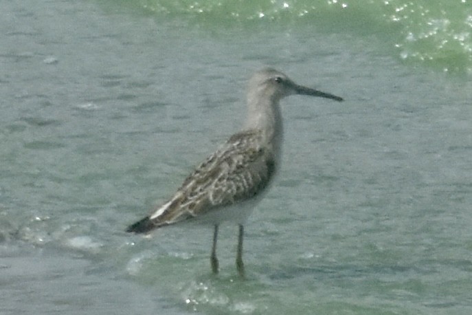 Stilt Sandpiper - ML643301766