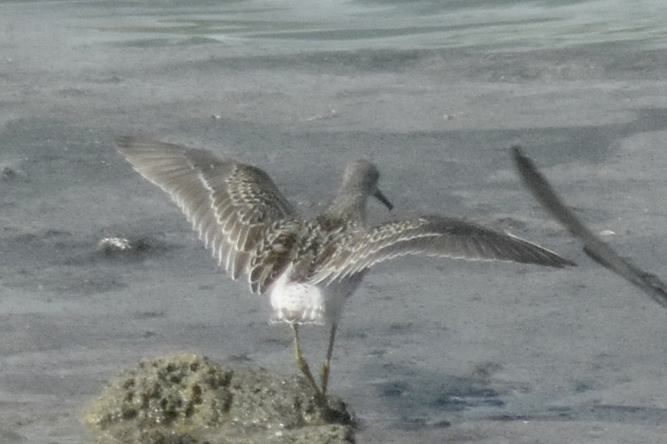 Stilt Sandpiper - ML643301768