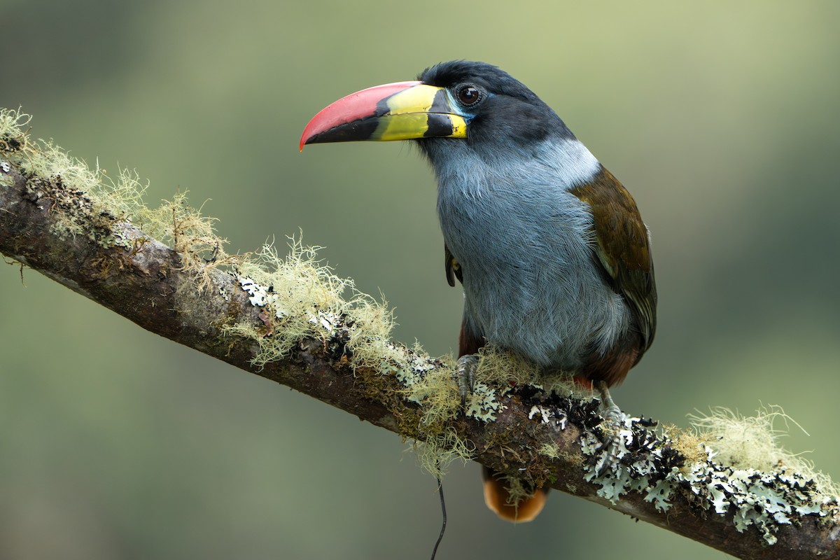 Gray-breasted Mountain-Toucan - ML643301771