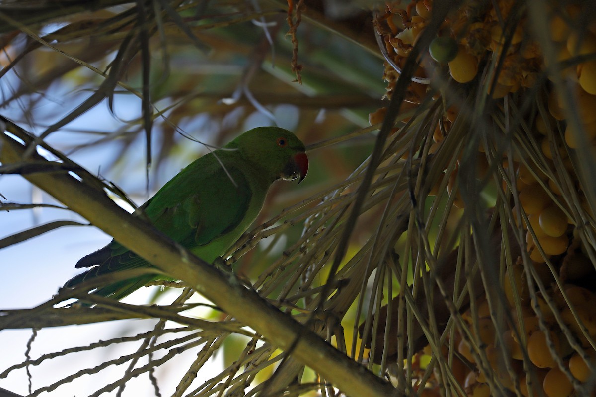 Rose-ringed Parakeet - ML643301775