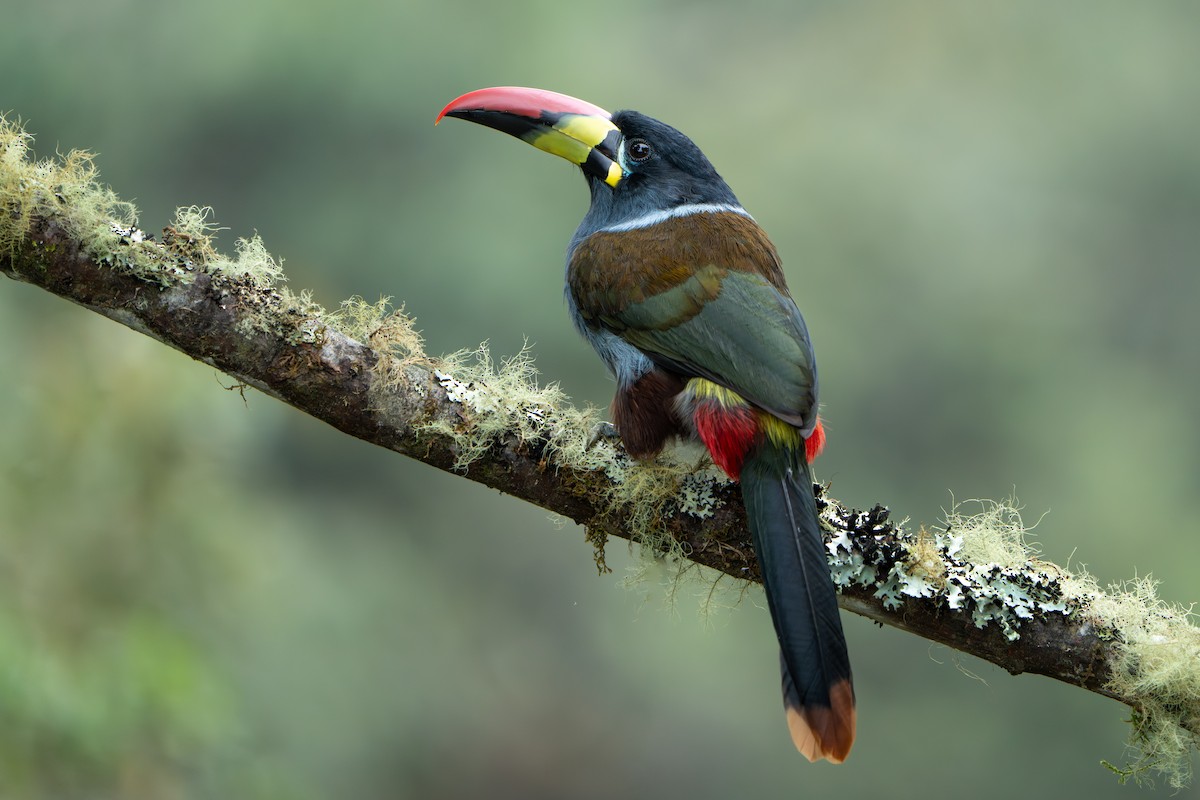 Gray-breasted Mountain-Toucan - ML643301786
