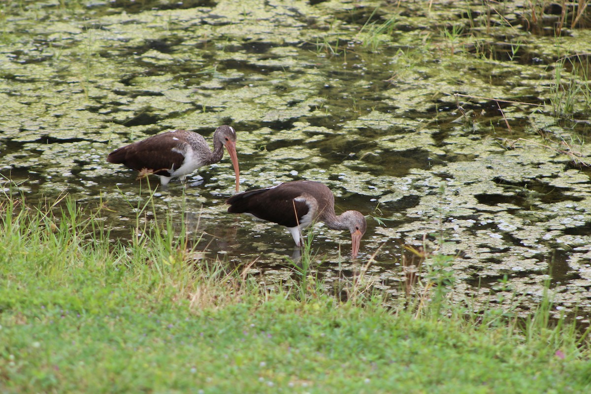 White Ibis - ML643301827