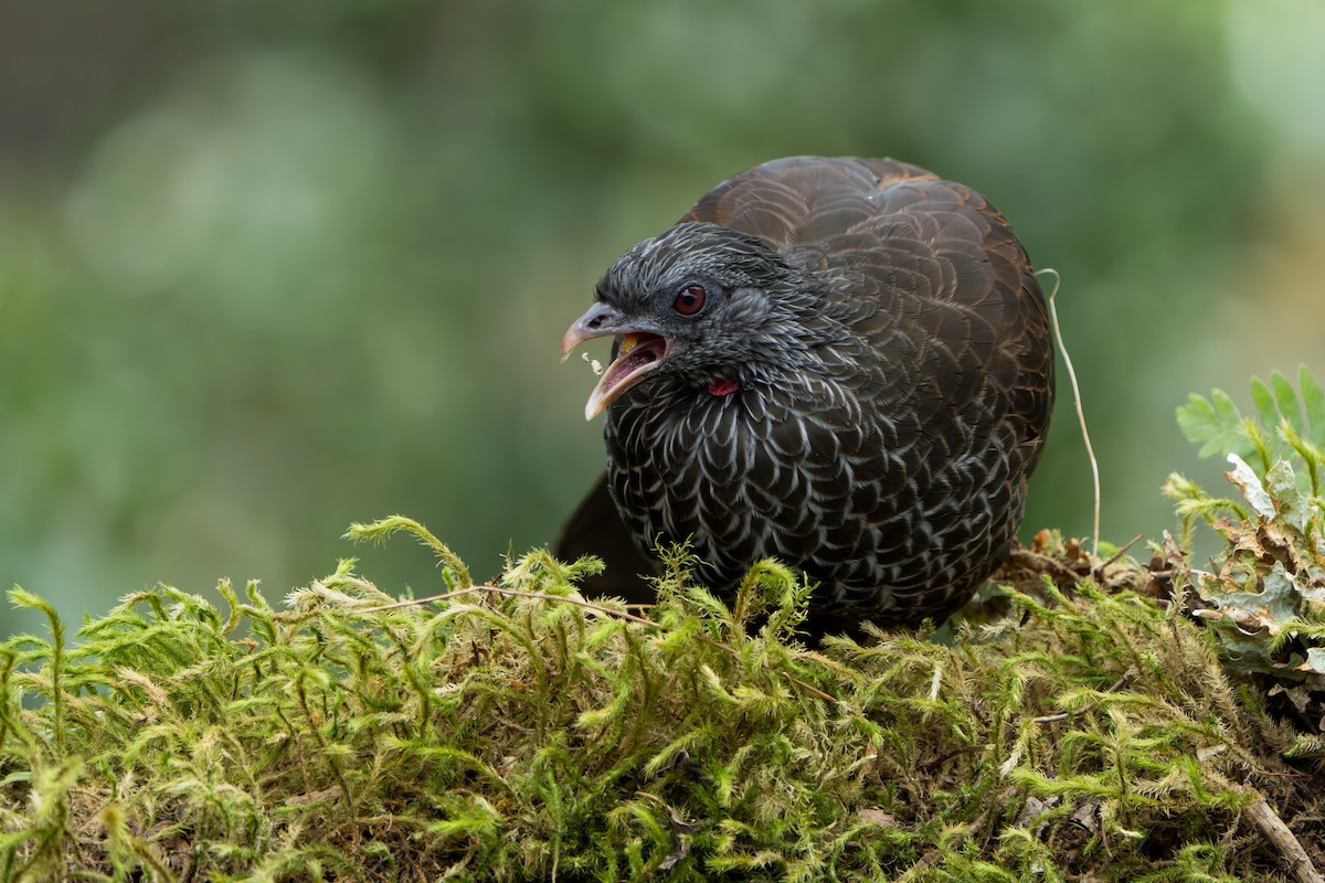 Andean Guan - ML643301835