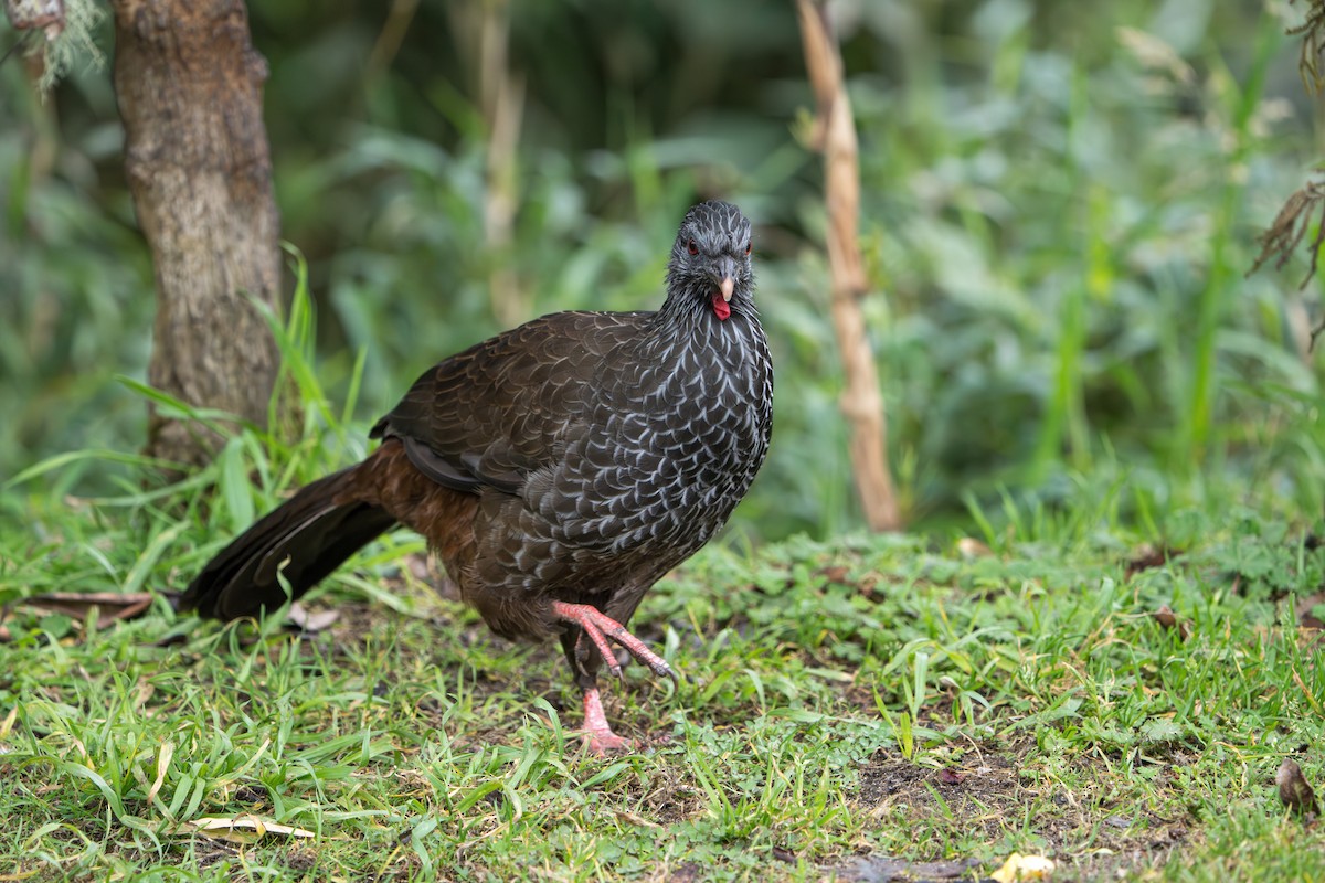 Andean Guan - ML643301837