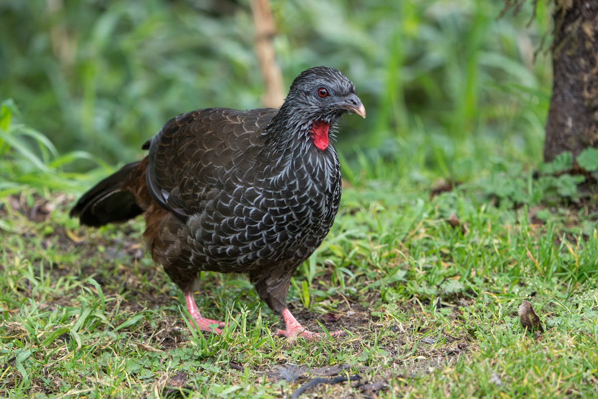 Andean Guan - ML643301838