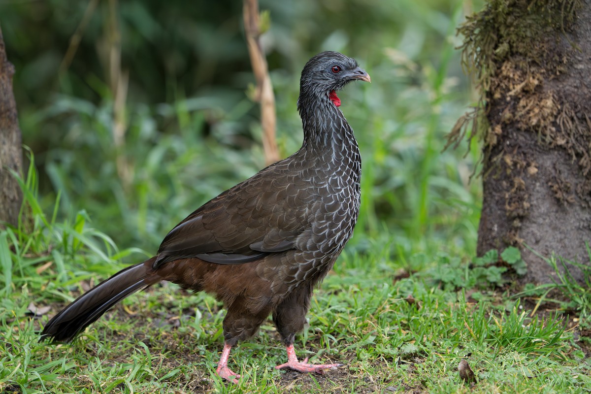 Andean Guan - ML643301839