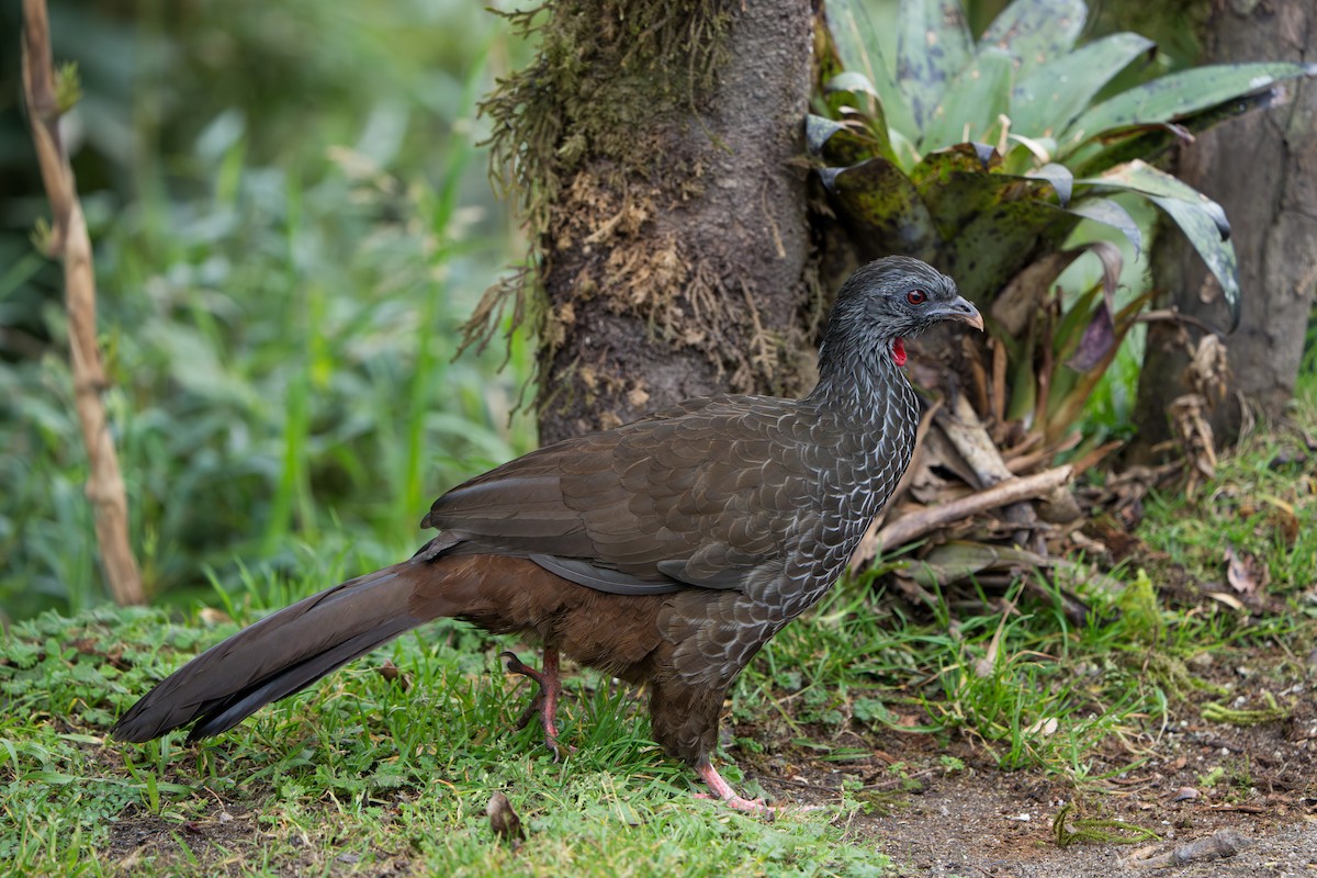 Andean Guan - ML643301840