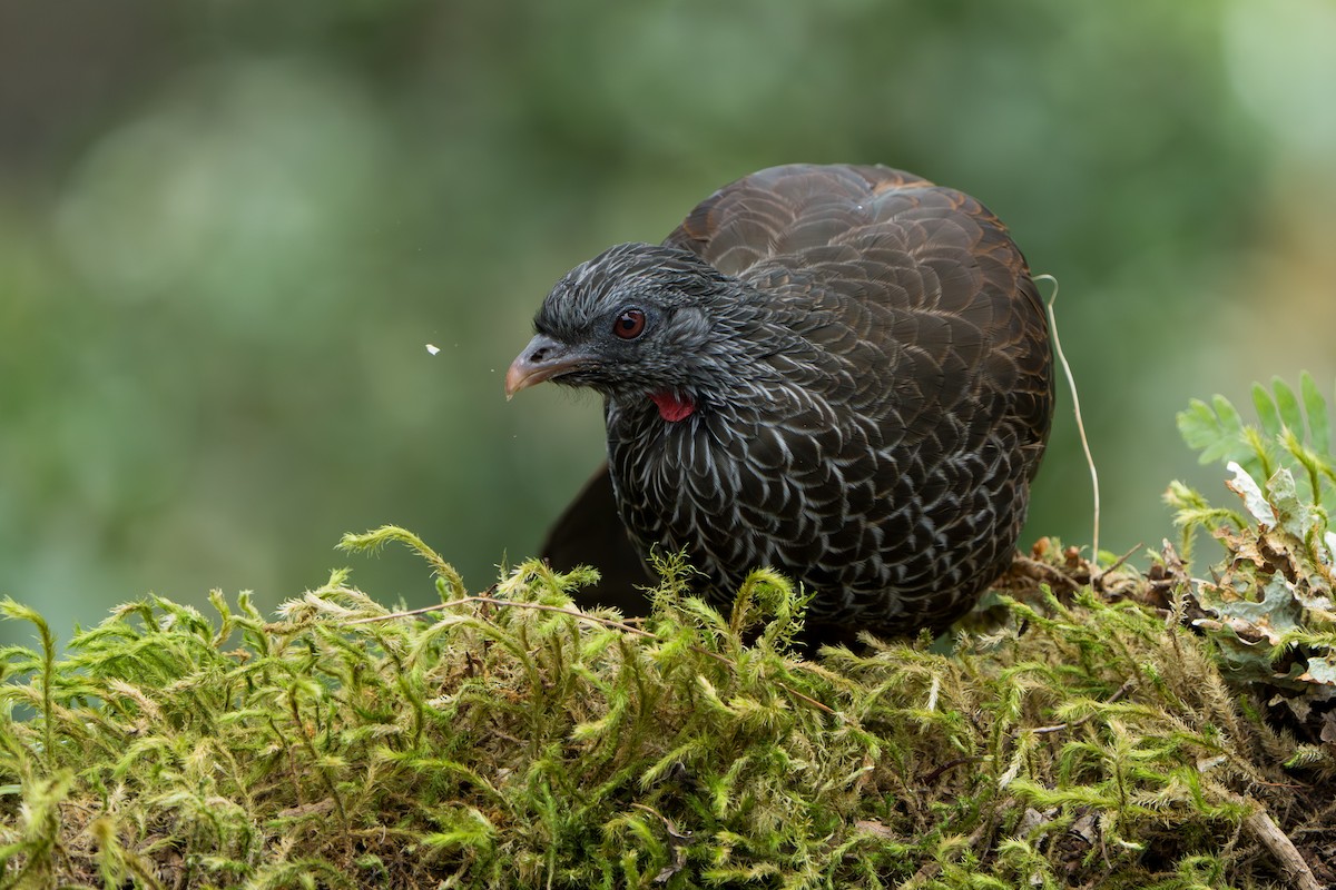 Andean Guan - ML643301841