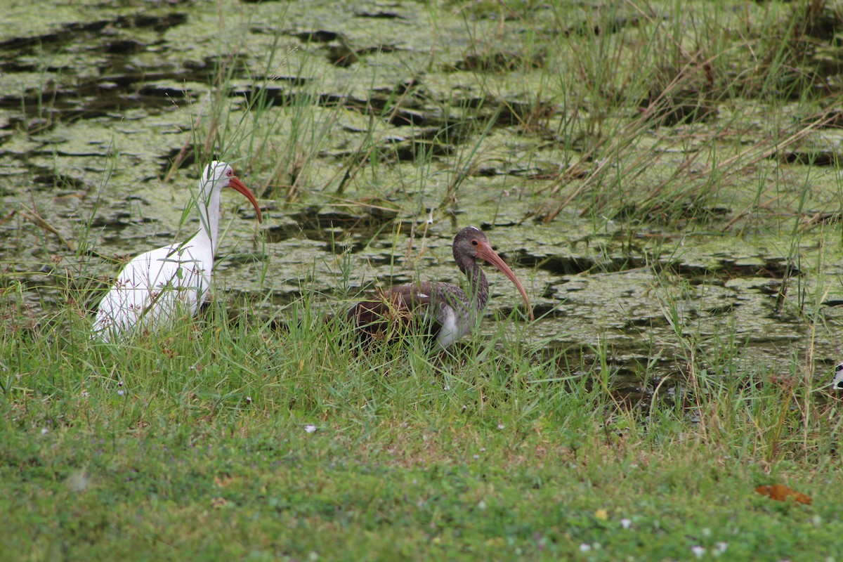 White Ibis - ML643301848