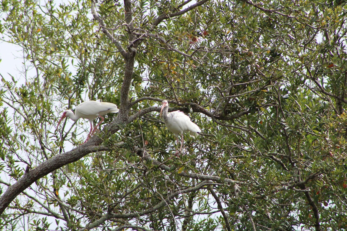 White Ibis - ML643301873