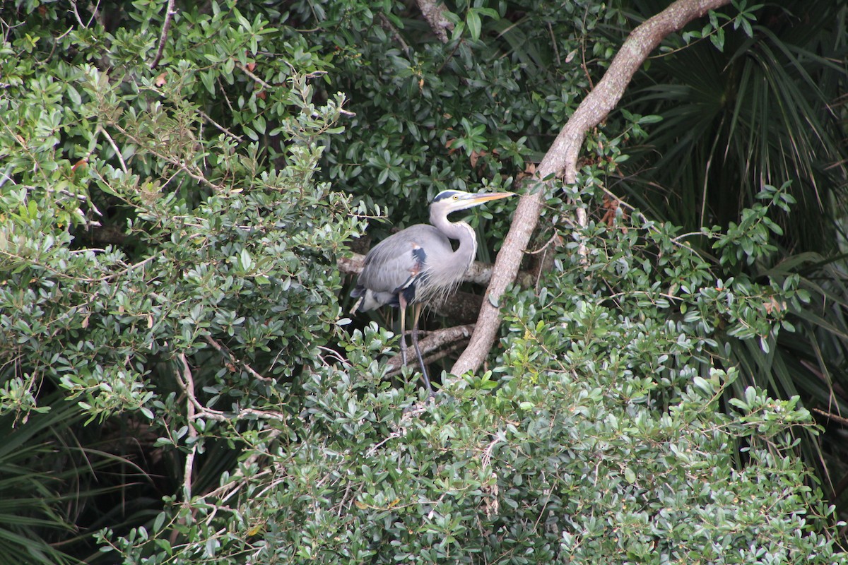 Great Blue Heron - ML643301884