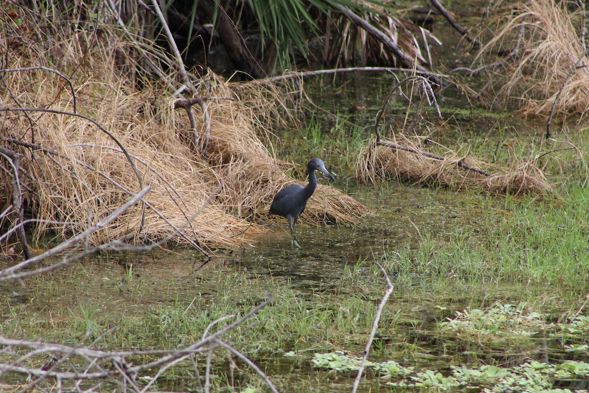 Little Blue Heron - ML643301901