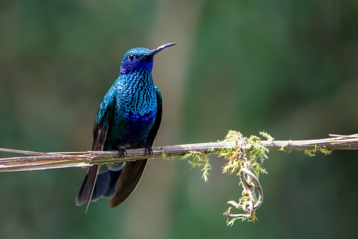 Colibri d'Anaïs - ML643301911