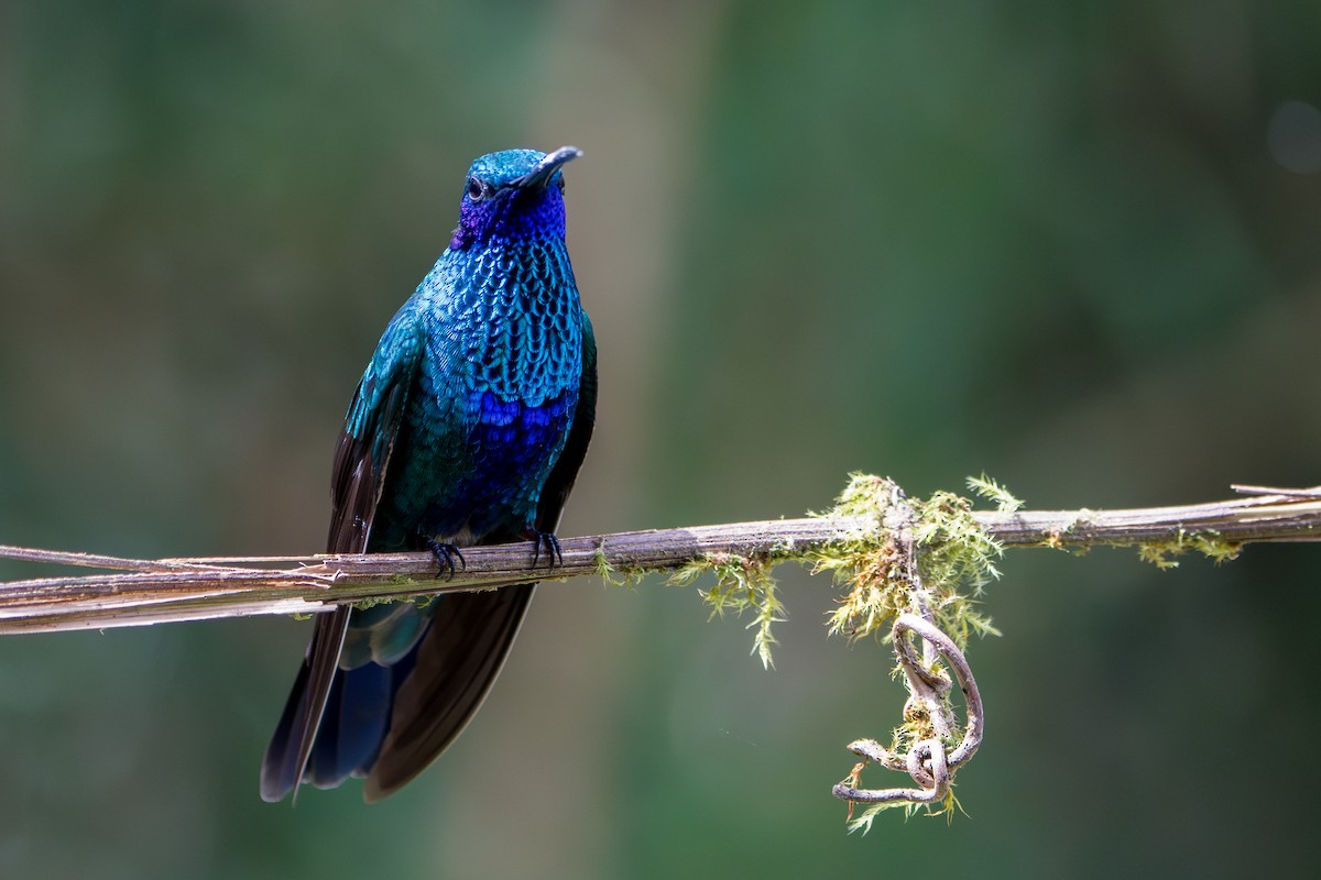 Colibri d'Anaïs - ML643301912