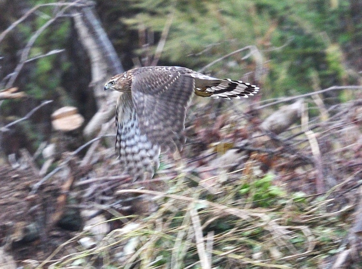 Cooper's Hawk - ML643301921