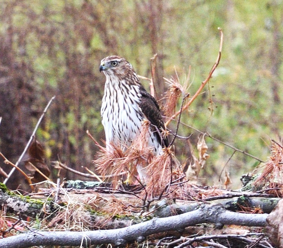 Cooper's Hawk - ML643301922