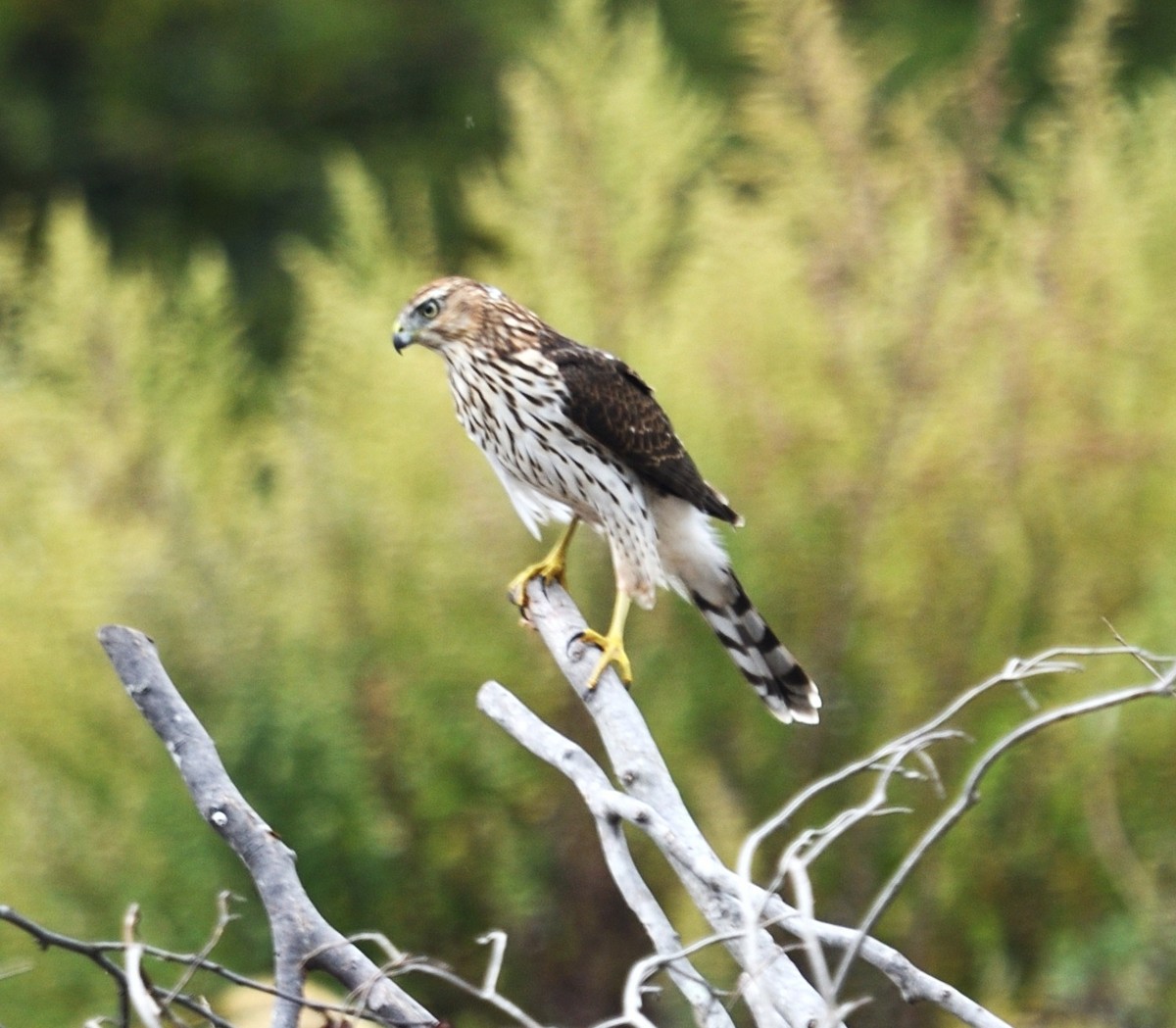 Cooper's Hawk - ML643301924