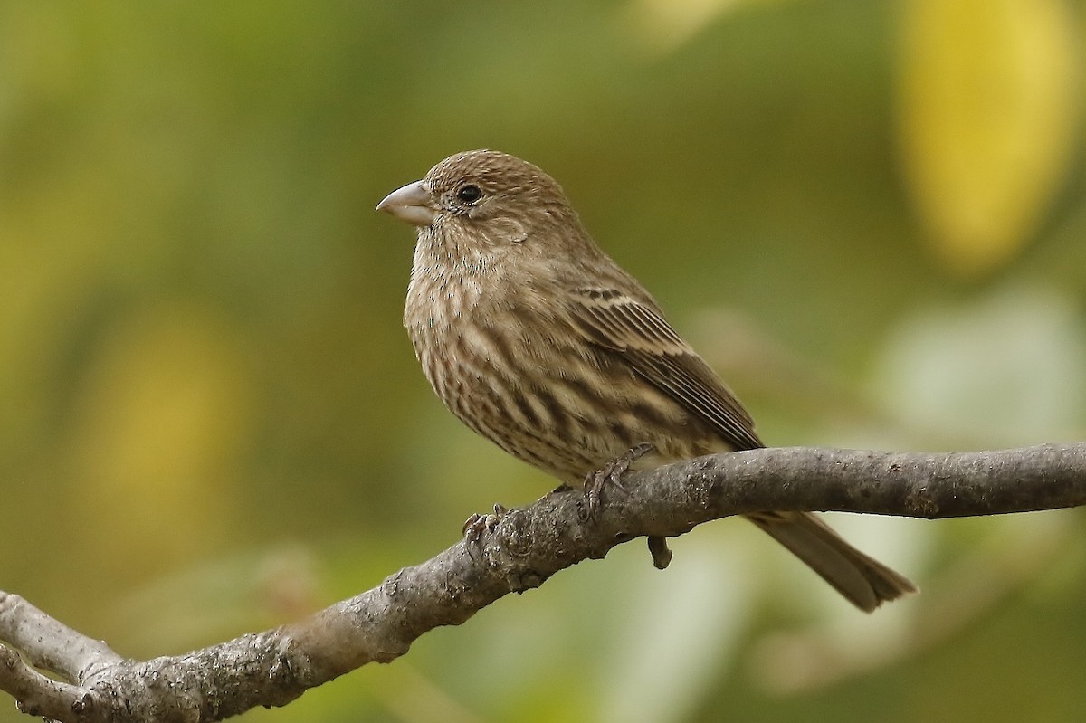 hýl rudoprsý - ML643301929