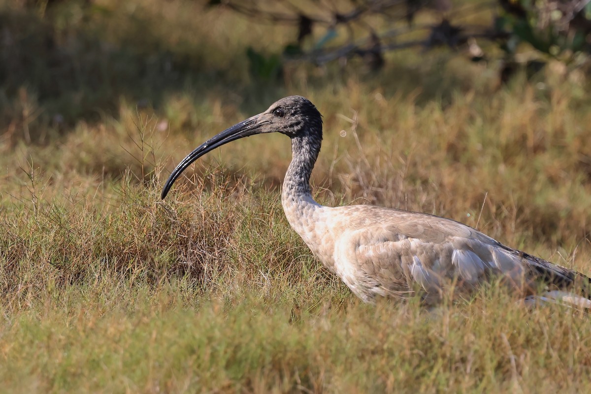 Ibis à cou noir - ML643301934