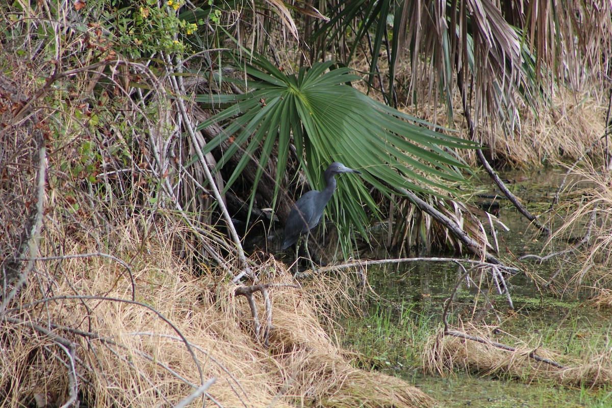 Little Blue Heron - ML643301939
