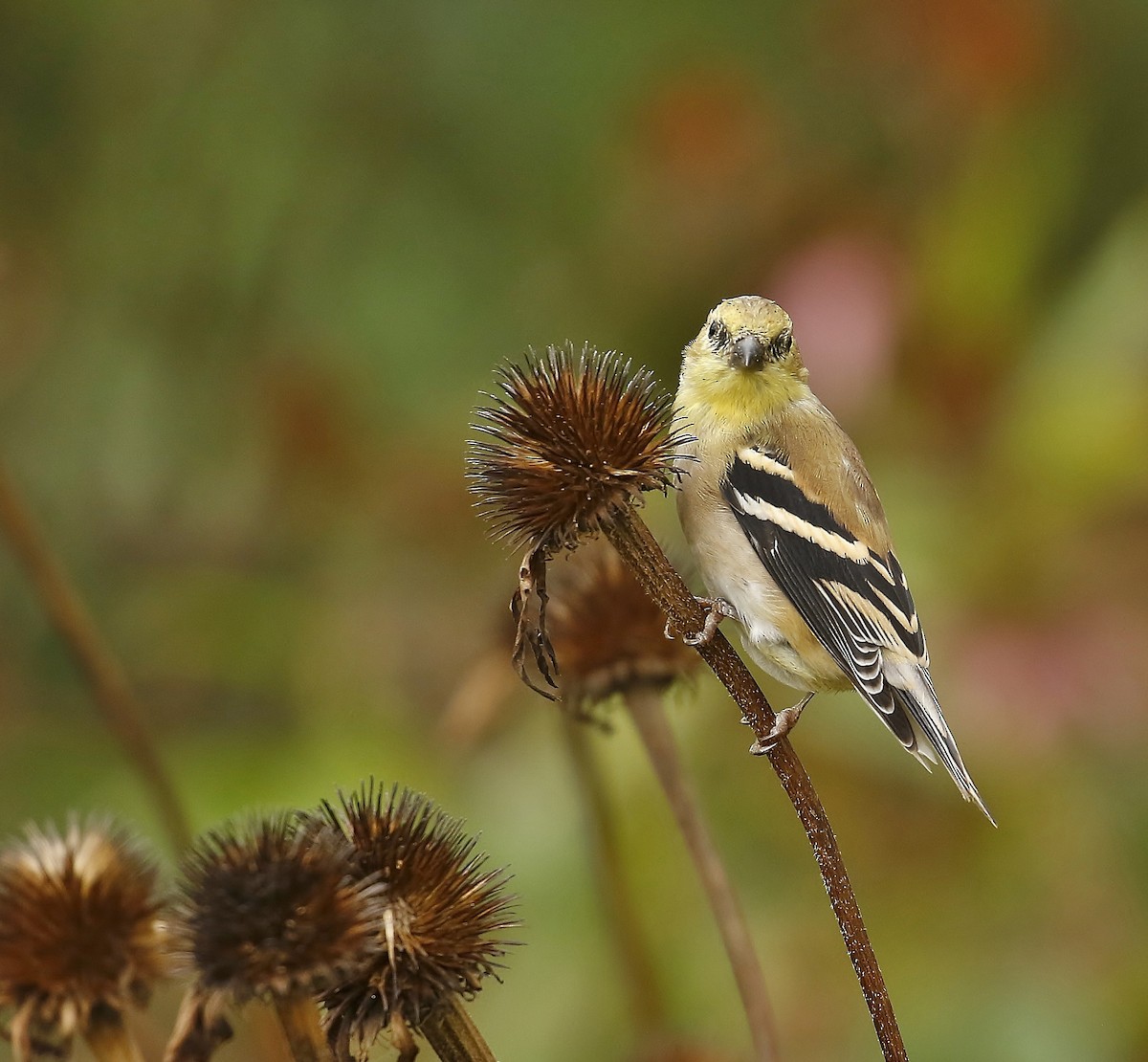 čížek žlutý - ML643301942