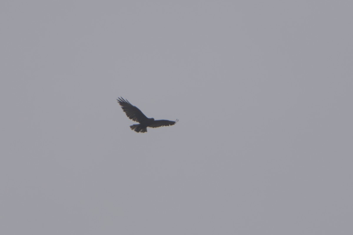 Black-and-chestnut Eagle - ML643301951