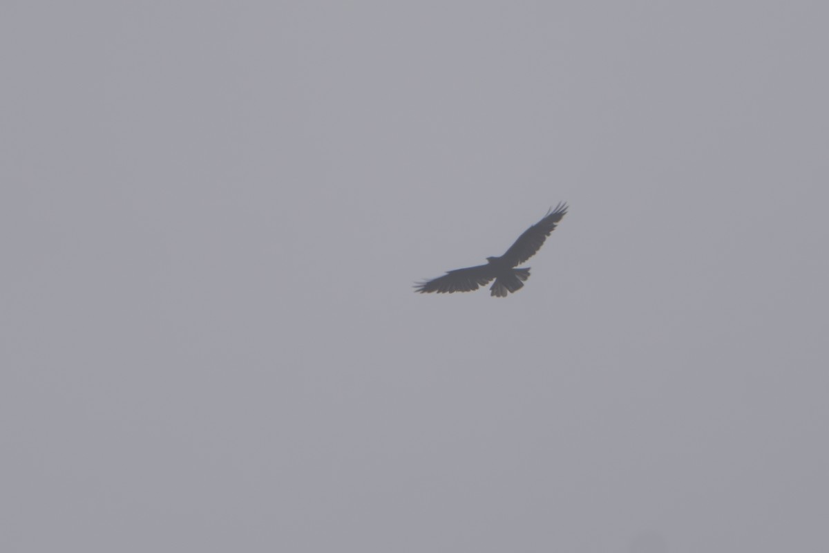 Black-and-chestnut Eagle - ML643301952