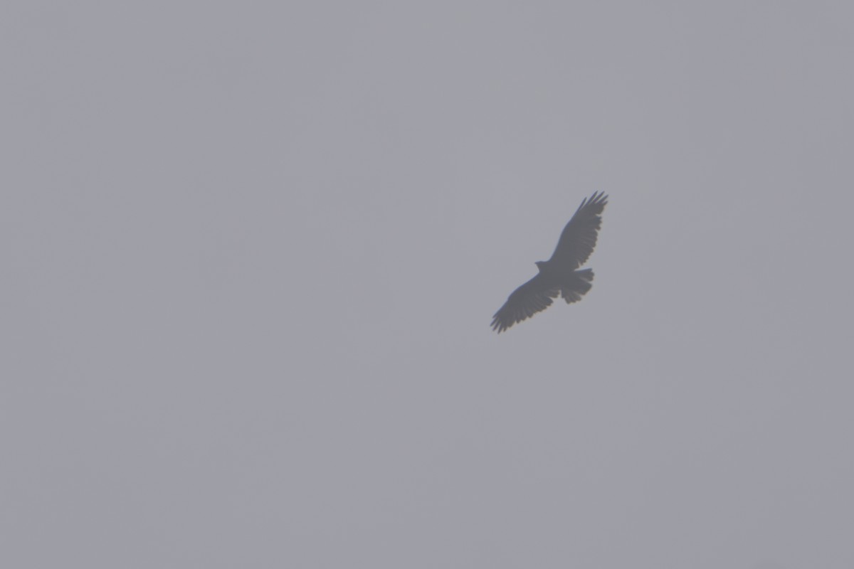Black-and-chestnut Eagle - ML643301953