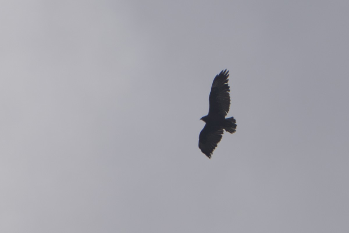 Black-and-chestnut Eagle - ML643301954