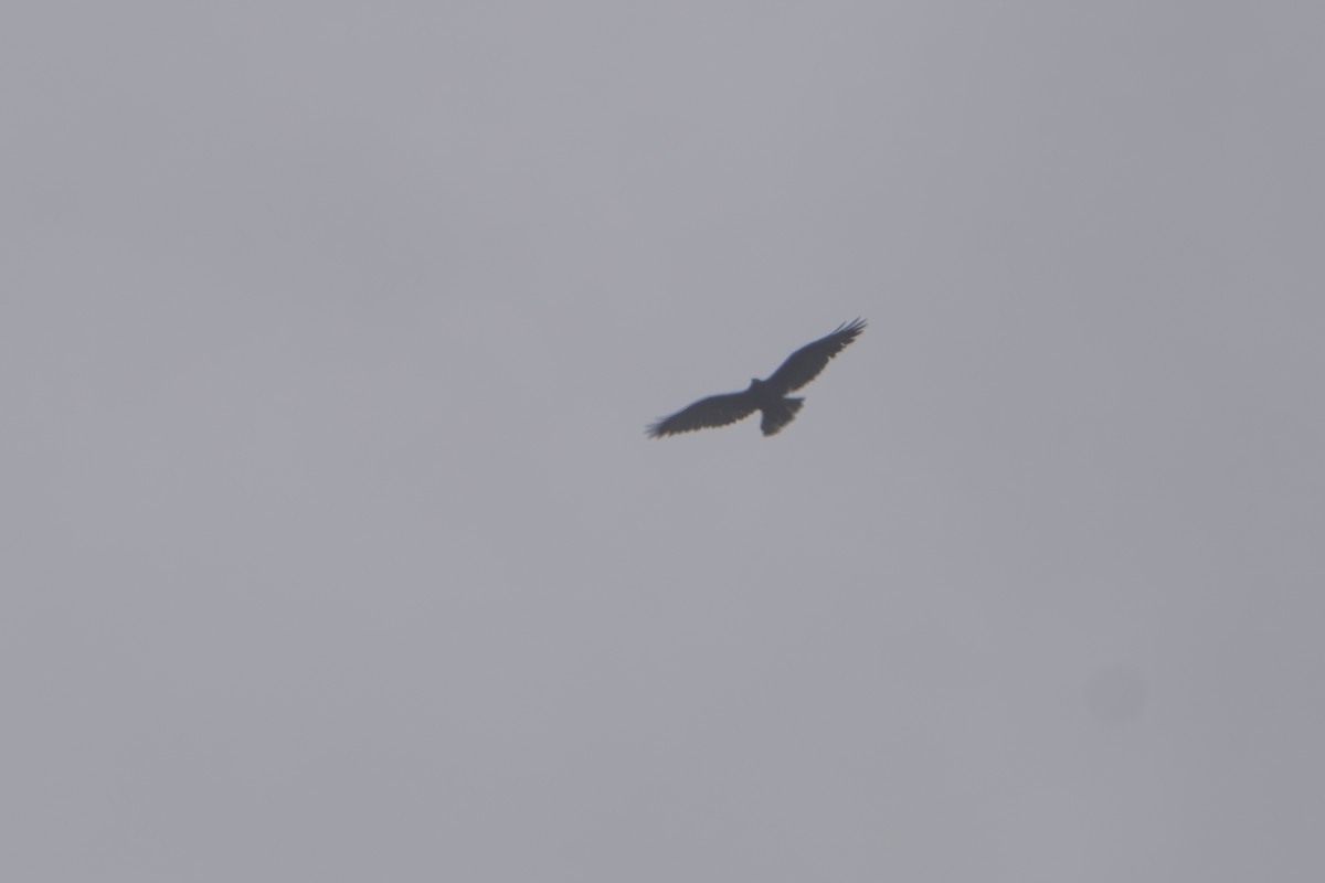 Black-and-chestnut Eagle - ML643301955