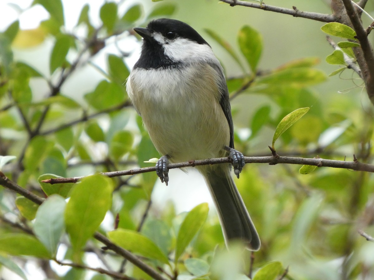 Mésange de Caroline - ML643301964