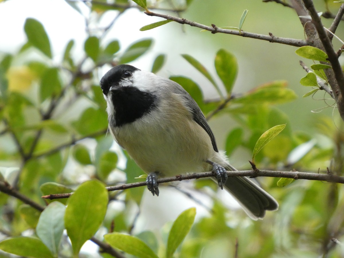 Mésange de Caroline - ML643301965