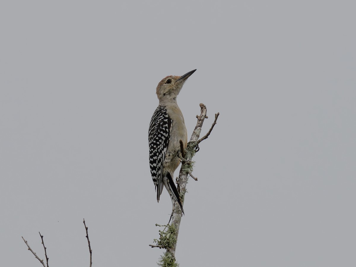 Pic à ventre roux - ML643301983