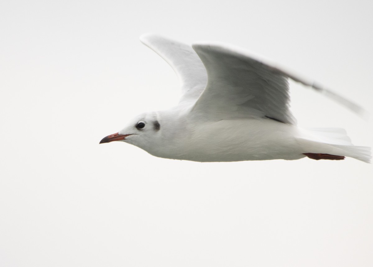 Mouette rieuse - ML643302001