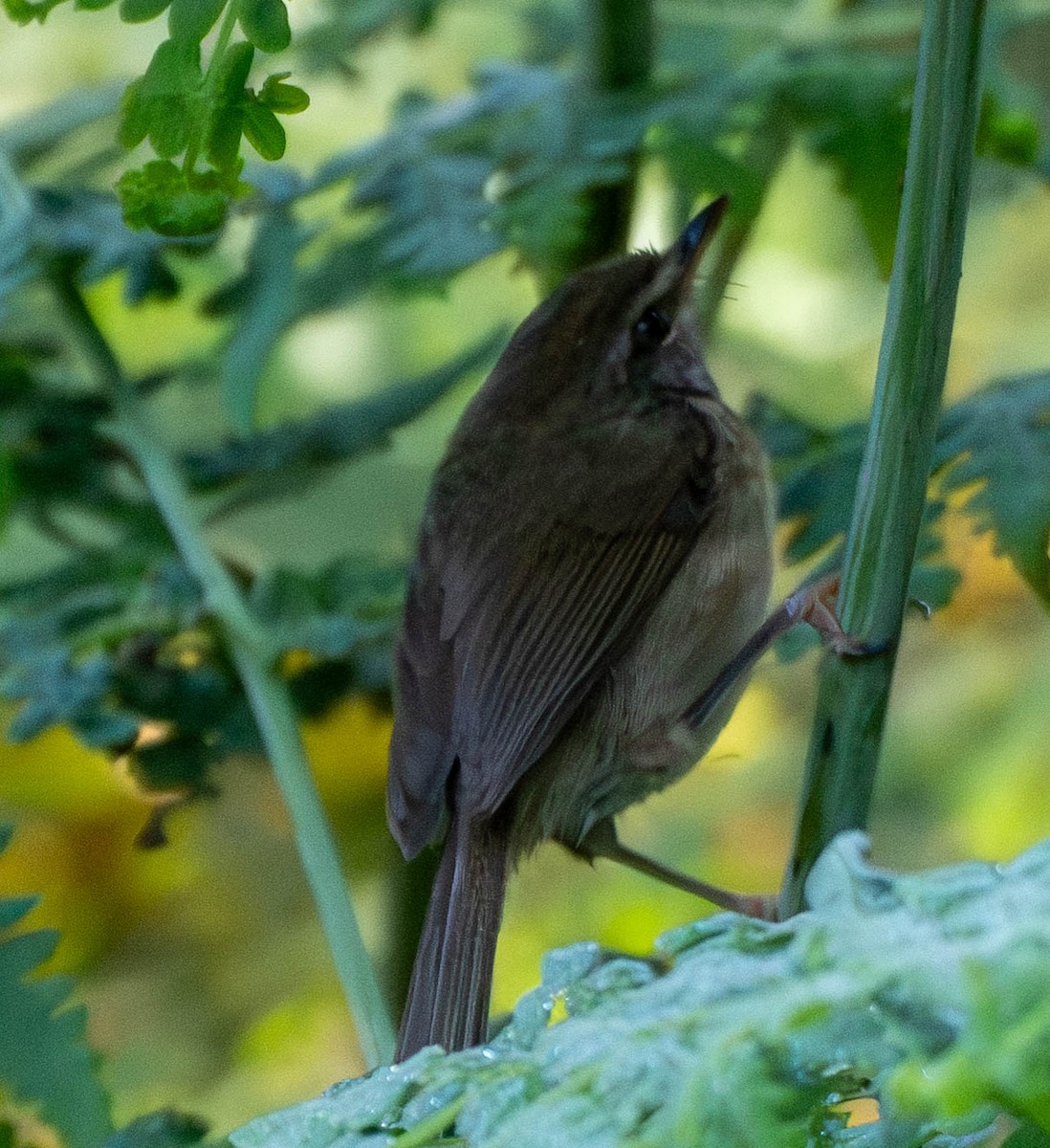 Mountain Leaf Warbler - ML643302008