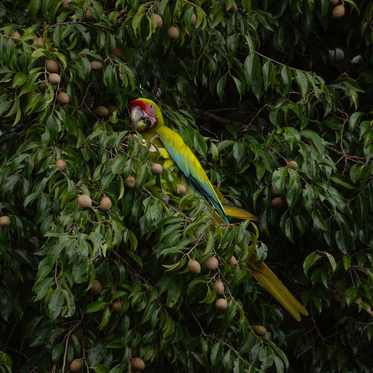 Great Green Macaw - ML643302014