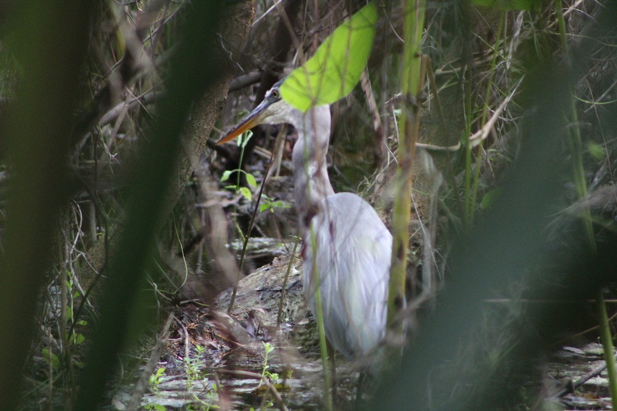 Great Blue Heron - ML643302018