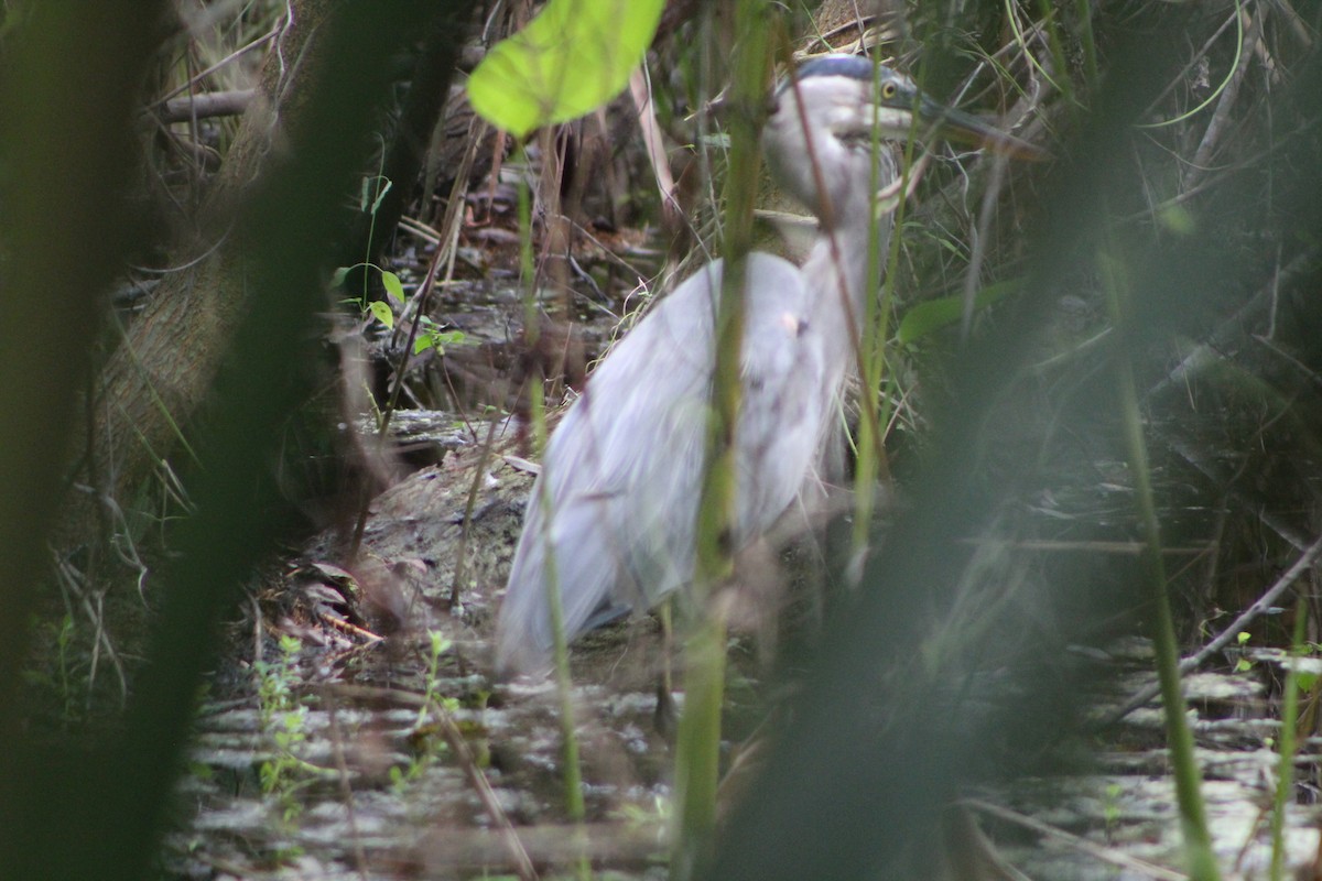 Great Blue Heron - ML643302044