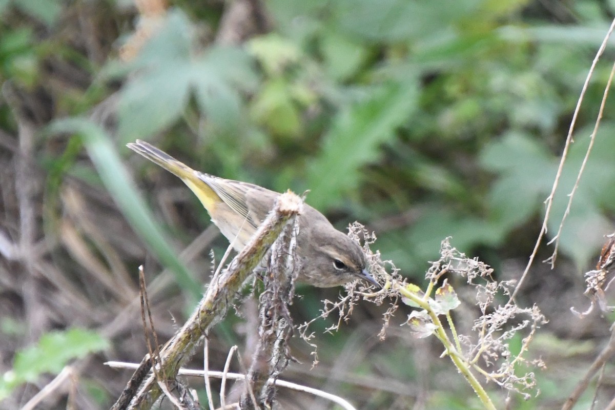 Palm Warbler (Western) - ML643302047