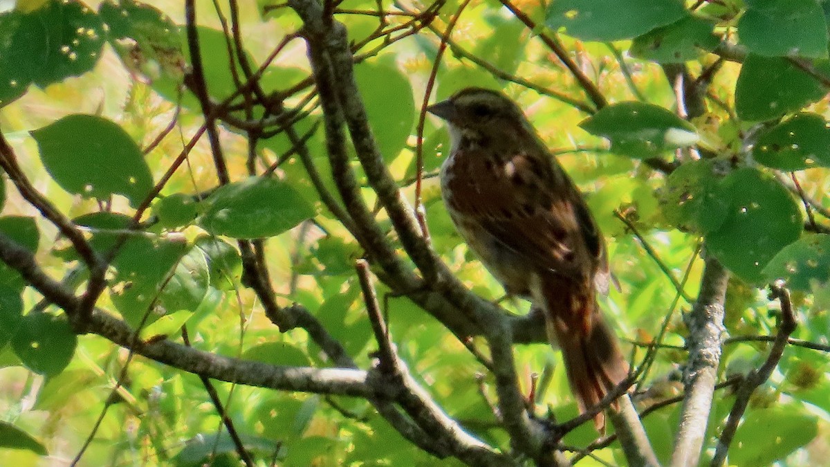 Swamp Sparrow - ML643302048