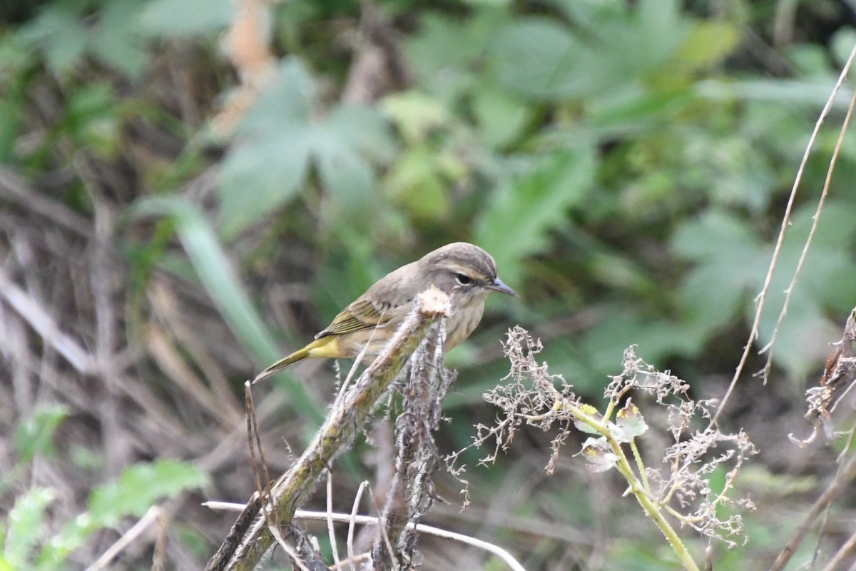 Palm Warbler (Western) - ML643302050