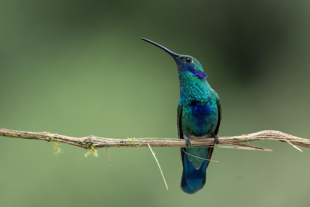 Colibri d'Anaïs - ML643302058