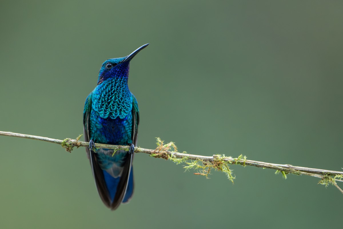 Colibri d'Anaïs - ML643302059