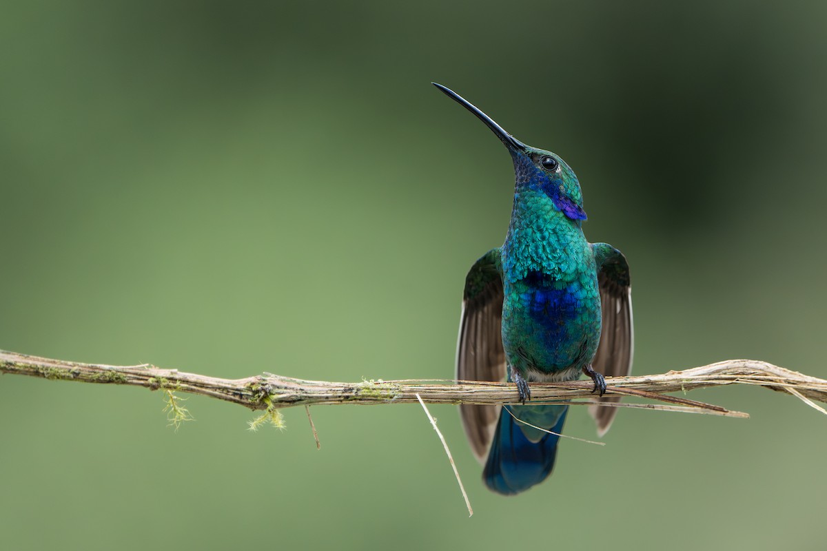 Colibri d'Anaïs - ML643302060