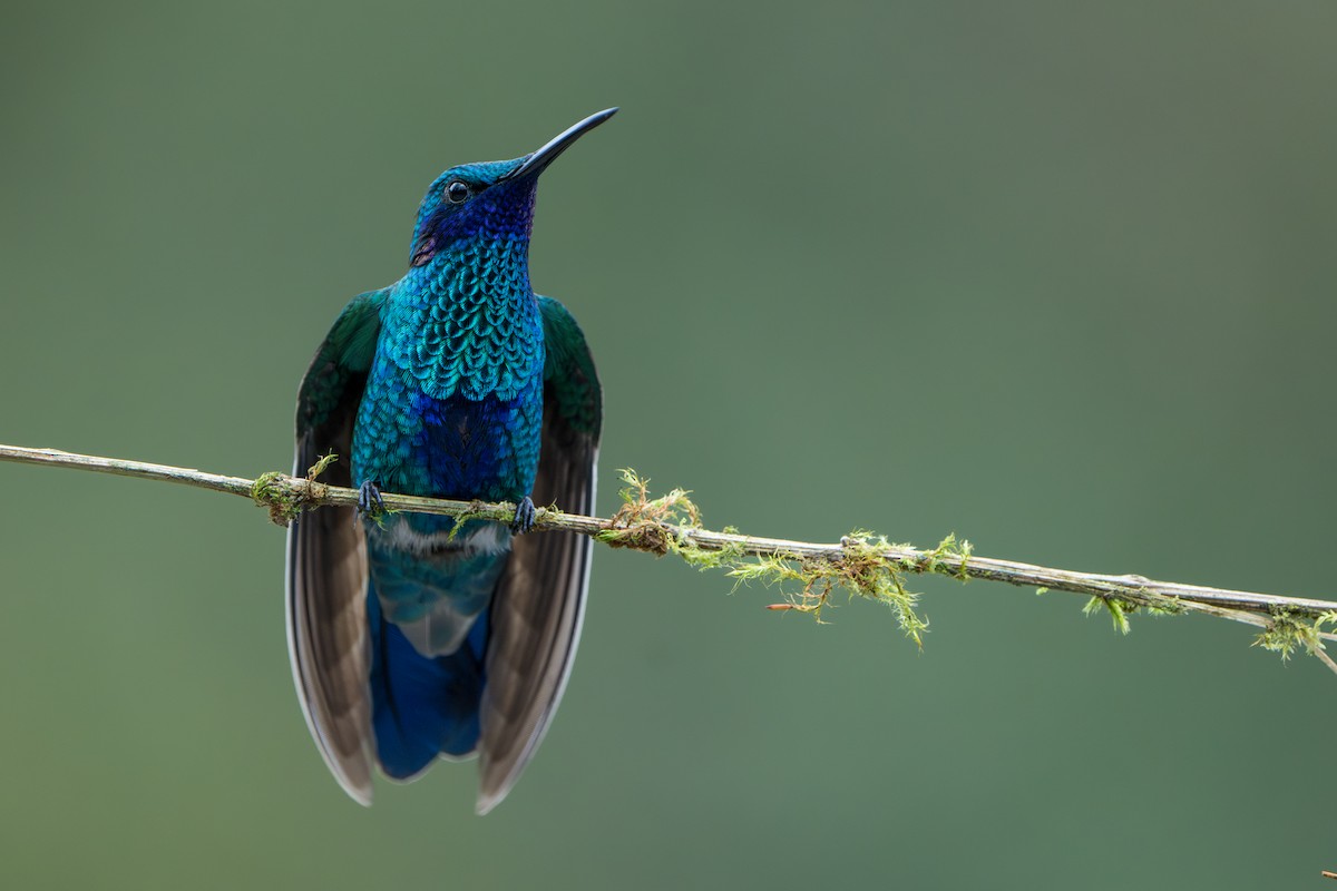 Colibri d'Anaïs - ML643302061