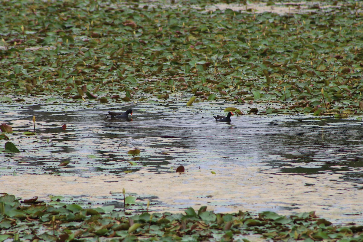 Common Gallinule - ML643302078