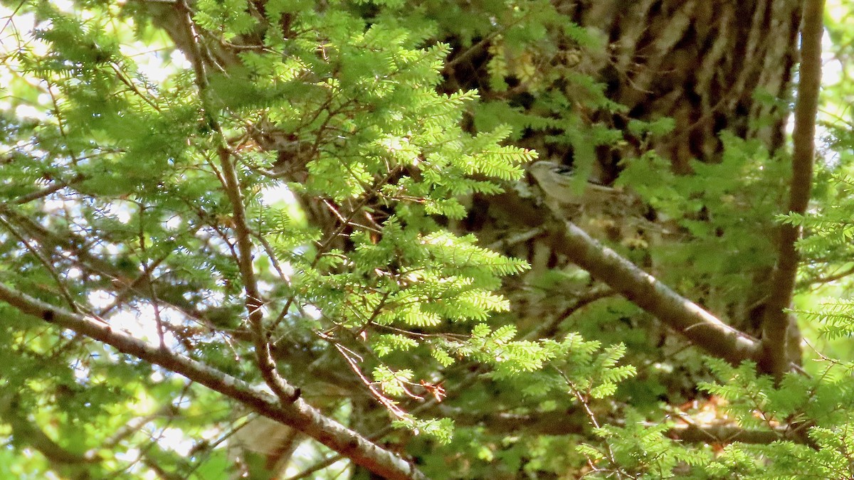 Black-and-white Warbler - ML643302079